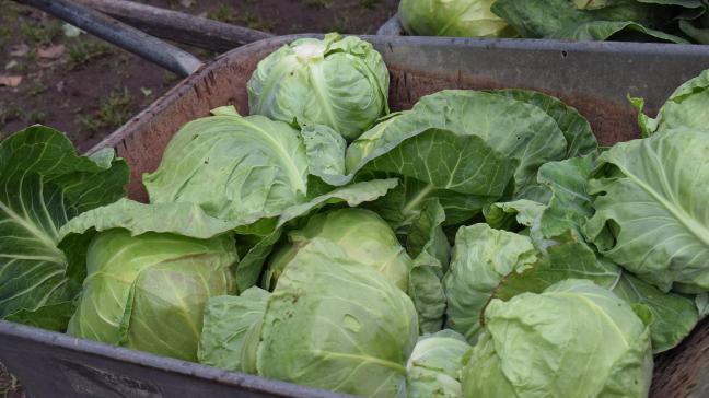 cabbage-2539966_1920