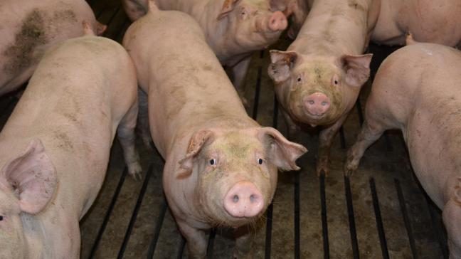 La plus grande prudence reste de mise, malgré l’assouplissement  des mesures liées au transport des porcs vers l’abattoir.