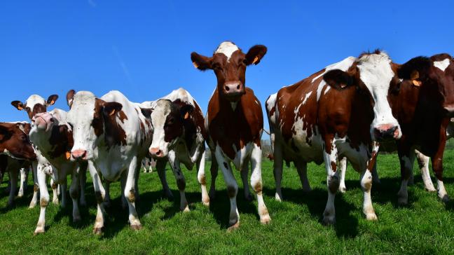Les éleveurs affiliés à la laiterie Inex basée à Bavegem en Frandre orientale ont reçu aujourd’hui la proposition de souscrire à une collaboration avec le groupe Colryut, sur la base d’un prix fixe de 34,76 centimes/litre pour une partie de leur volume de lait.