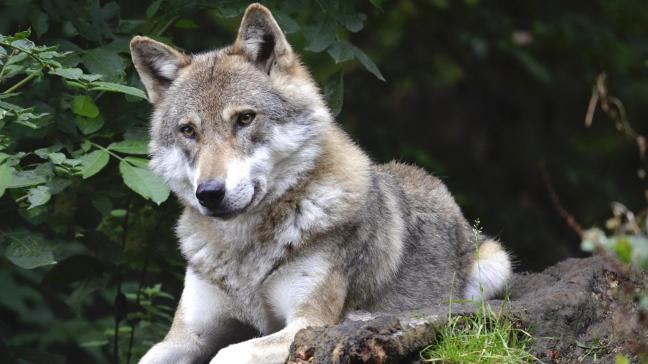 wolf-1336229_1920