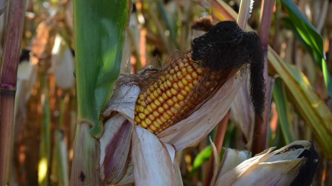 Plus fréquents, les phénomènes météorologiques violents  impacteront sévèrement les cultures de maïs.