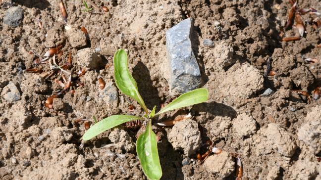 L’irbab note que les semis de la fin mars sont au stade deux feuilles, et rappelle que le 2
e
 traitement herbicide far doit être réalisé 6 à 8 jours après le 1
er 
passage.