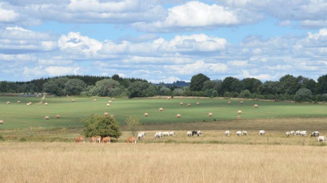 Huit éleveurs européens seront mis à l’honneur à travers le projet Inno4grass pour leurs pratiques innovantes au niveau de la prairie.