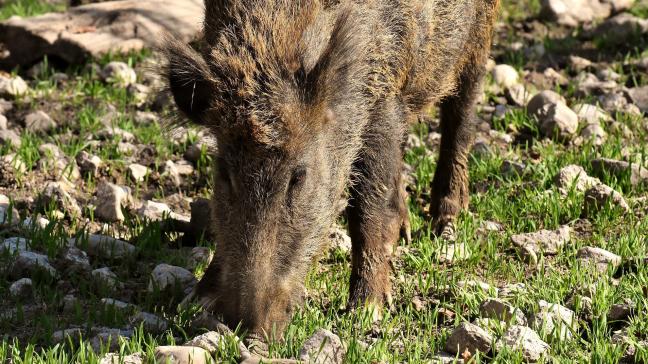 wild-boars-3363615_1920