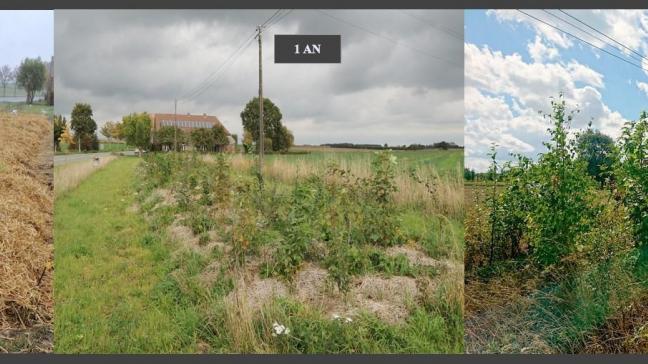 Urban Forests est un projet qui consiste à planter des forêts pleine de vie afin de transformer des espaces verts sur des petites surfaces. Elles nécessitent aucun entretien.