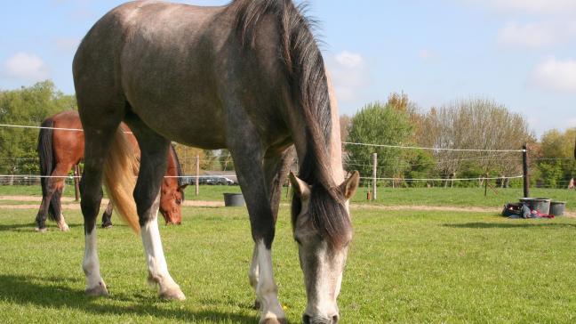 Mettre des animaux au pré, c’est aussi assurer une bonne transition alimentaire  pour éviter des problèmes aux chevaux.