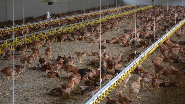 En Flandre, le nombre de poules bio a augmenté  de pas moins de 16 % entre 2017 et 2018.
