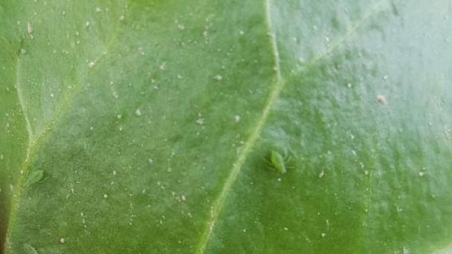 Outre les pucerons verts, les pucerons noirs sont également encore observés dans la plupart des parcelles du réseau d’obsevations de l’irbab.