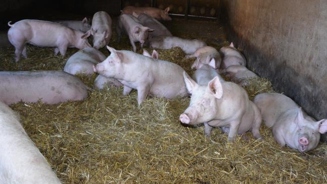 La filière porcine bio wallonne poursuit sa croissance entamée en 2017,  notamment suite à la création du Groupement de producteurs de porcs bio.