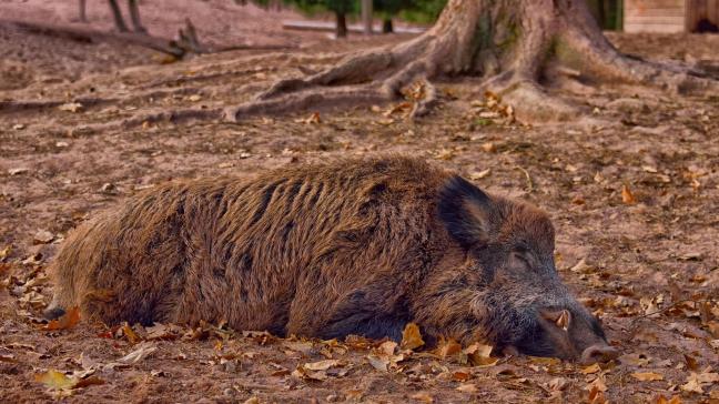wild-boar-3635108_1920