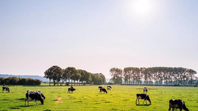 Pour les  producteurs laitiers, 2018 signifie une baisse du prix du lait de plus de 8%  et un statu quo  du rendement  des vaches de réformes et des veaux.