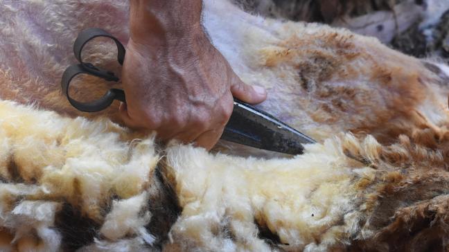 La tonte aux forces, du nom des ciseaux utilisés pour couper la laine.