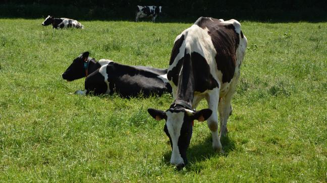 L’indemnité est prévue pour les vaches laitières mortes, dans le cas d’une mortalité  de plus de 30 %. La mortalité chez le jeune bétail n’est pas prise en compte