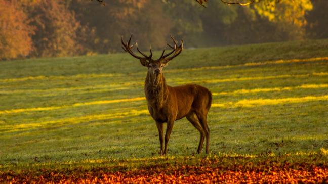 Le cerf fait l’objet d’un plan de tir élaboré par le DNF, le Demna et les conseils cynégétiques.