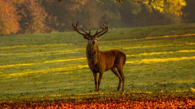 Le cerf fait l’objet d’un plan de tir élaboré  par le DNF, le Demna et les conseils cynégétiques.