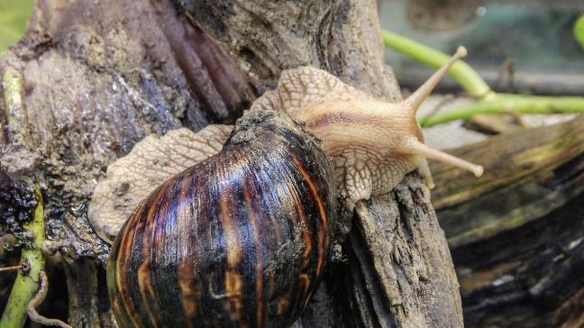 achatina-fulica-2409213_1920