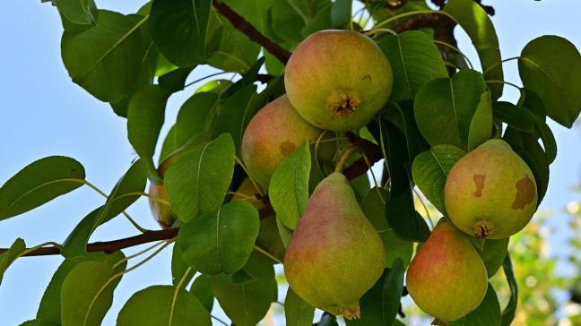 pears-4362196_1920