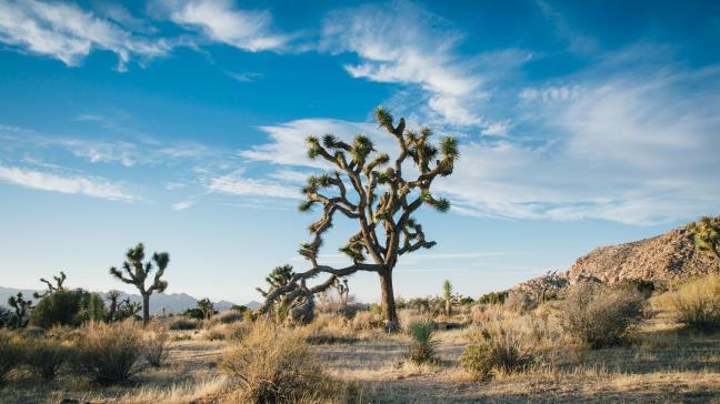 desert-landscape-1149773_1920