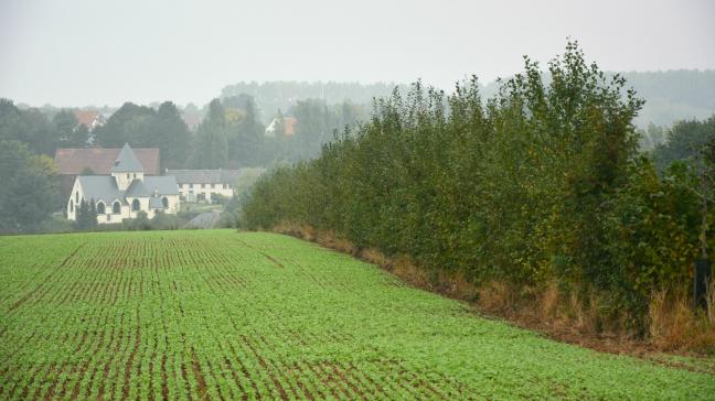 Les techniques agroforestières se  développent en Wallonie mais manquent de soutien malgré leurs intérêts agronomique, climatique, économique, écologique  et paysager.