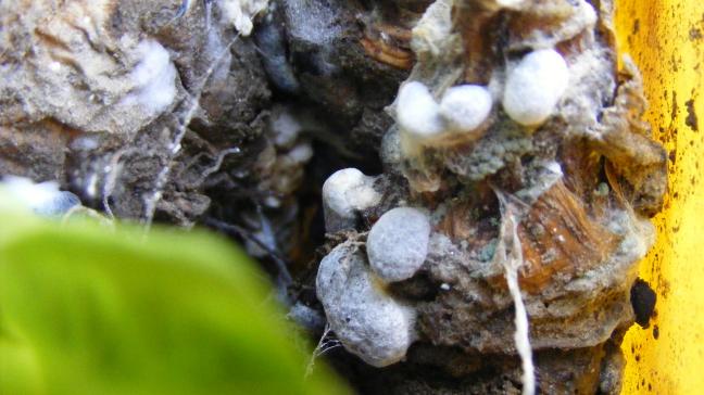 Le mycelium se densifie et se colore de noir pour former les sclérotes capables  de subsister des années dans le sol.