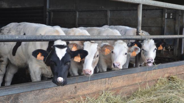 L’Afsca recommande fortement de vacciner les animaux sensibles (bovins et ovins) contre le BTV8.