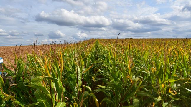 Ce communiqué clôture les avertissements en maïs ensilage, vu la maturité atteinte et l’état d’avancement des récoltes.