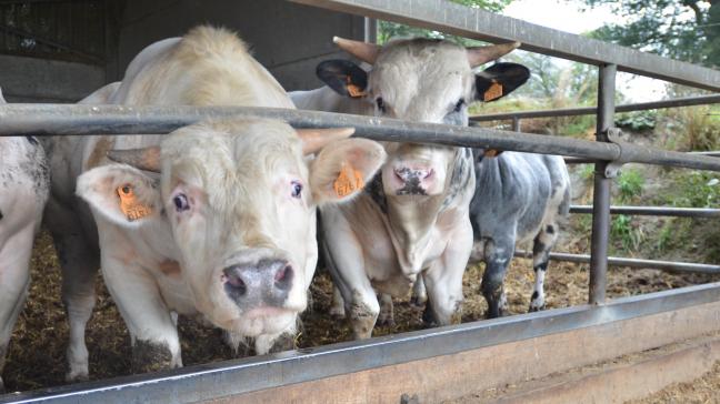 En libéralisant son marché, l’UE prend le risque d’autoriser l’entrée d’aliments produits avec des molécules (glyphosate) ou des pratiques d’élevages interdites en Europe  (utilisation de farines animales pour la viande).