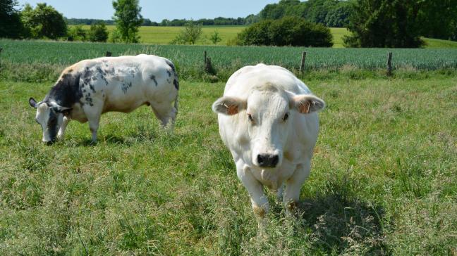 La Belgique n’a jamais eu l’occasion de vendre sa viande bovine en Chine. Une situation amenée à changer dans les prochaines années ?