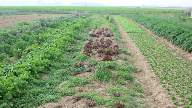 Le travail en bandes de cultures de largeur adaptée à l'empattement du tracteur permet d'obtenir une structure de sol impeccable dans la zone cultivée. L'accès aux parcelles est facilité même après une période pluvieuse.