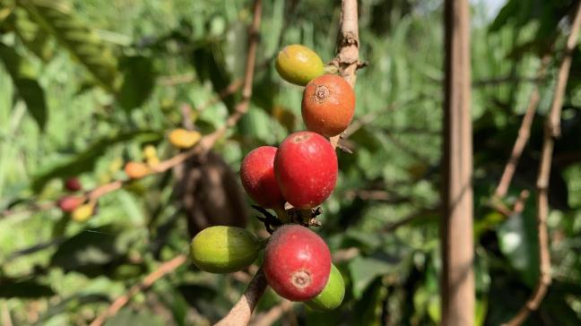 La baisse des importations de l’UE s’explique avant tout par les reculs significatifs enregistrés pour le thé et café non torréfiés.