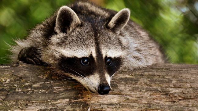 raccoon-3538081_1920