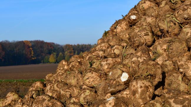 Au plan mondial, la production de sucre atteindrait quelque 175 millions de tonnes, en recul de 2,8
% en 2019/20 par rapport à 2018/19, selon les dernières prévisions de la Fao.