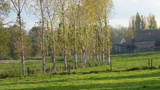 Alignement de peupliers dans la campagne hutoise. Grande oubliée dans le concert médiatique, cette essence est pourtant très intéressante et performante dans le contexte du changement climatique.