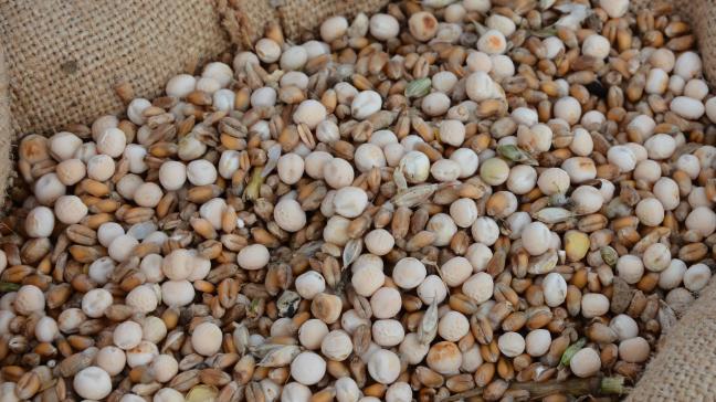 Le froment et le pois protéagineux d’hiver sont récoltés ensemble en grains secs.