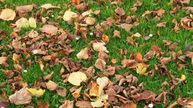 Les feuilles tombées fraîchement peuvent servir de paillage pour le potager. Un séjour de quelques jour en compostage limitera les risques d'envol sous l'effet du vent.