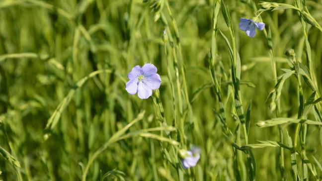 Le lin fait partie de ces cultures «petites» en termes de surface, mais d’une grande valeur économique potentielle pour les producteurs.