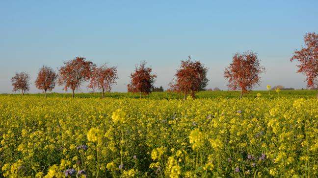 Le présent article présente une première analyse des règles de la nouvelle loi sur le bail à ferme, au regard des dispositions transitoires prévues.