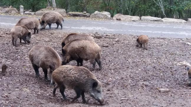 Le plan de tir au sanglier s’articule autour de deux axes : élaboration au niveau local  et concertation entre tous les représentants concernés.