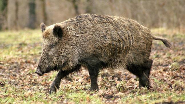 wild-boar-70420_1280