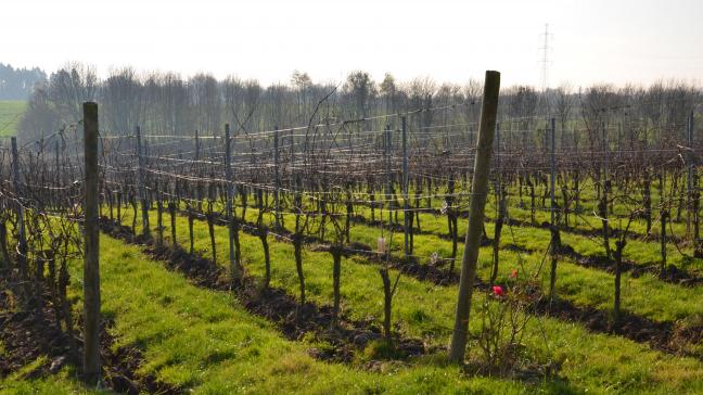 La vigne connaît aujourd’hui un engouement croissant en Wallonie. Avant de se lancer dans l’aventure, il faut toutefois bien réflechir et se poser les bonnes questions car convertir une terre agricole en vignoble n’est jamais une opération rentable dans l’immédiat.