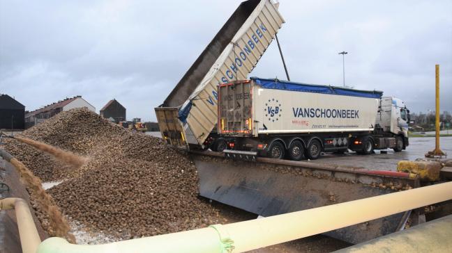 Durant 120 jours de campagne, plus de 13.000 tonnes de betteraves sont amenées chaque jour à Tirlemont.