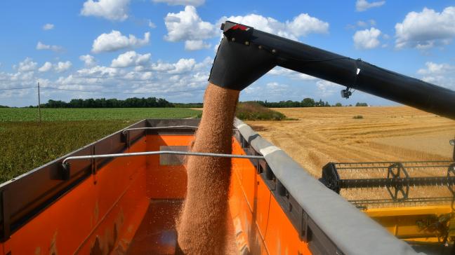 Dans ses premières prévisions, le CIC voit la prochaine récolte mondiale de blé légèrement plus élevée que la précédente.