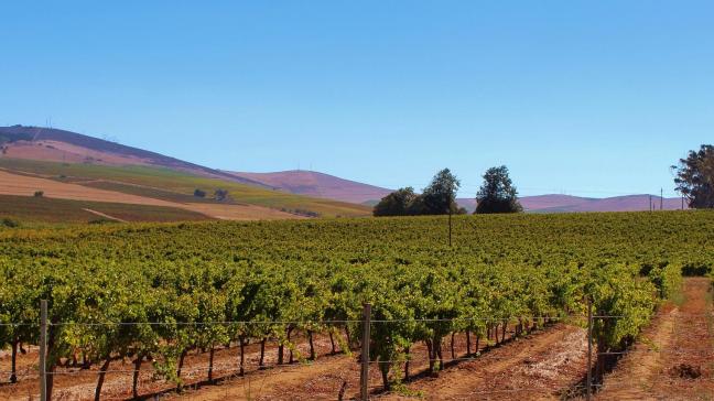 Entre 24
% et 56
% des régions viticoles pourraient ne plus être aptes à la culture actuelle de la vigne avec un réchauffement de 2 degrés, et jusqu’à 85% avec une hausse de 4 degrés.