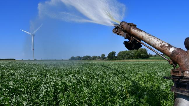 La féverole présente une forte sensibilité aux aléas climatiques et biotiques, ce qui complique sa culture.