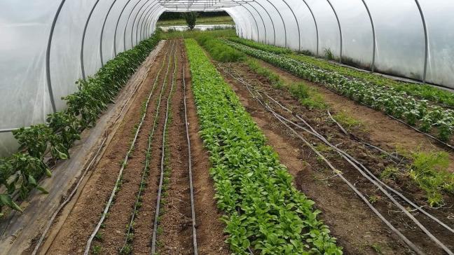 Quelque 350 maraîchers sont actifs dans la production de légumes – plein air et sous abri – pour le marché du frais en Wallonie; dont 50
% exercent le métier à titre principal.