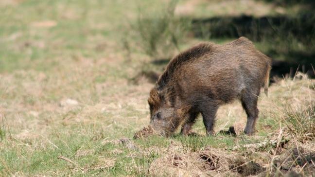 Les dégâts réalisés par la faune sauvage, notamment les sangliers, sont chaque année très nombreux. Pour calculer ceux-ci au plus juste, le logiciel est mis à jour deux fois par an.