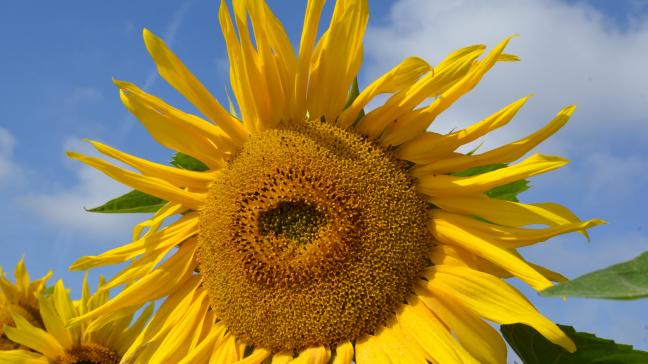 La multiplication du tournesol sera en recul de 15 % chez nos voisins français.