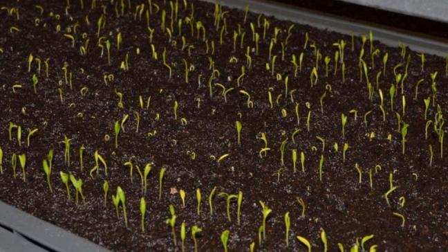 Pour qui voudrait les semer ce printemps, un test pratique très simple et indispensable permet de vérifier le pouvoir de germination des graines de 2019.