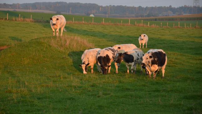 Exercée accessoirement à une autre profession, l’activité agricole doit conserver un caractère civil. Il n’est pas interdit à un marchand de bêtes ou à un boucher d’exercer en outre une activité agricole complémentaire, si cette activité conserve ses signes distinctifs.