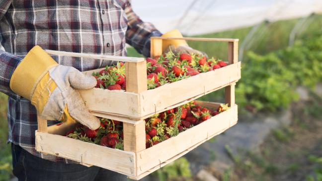 Les secteurs agricoles et horticoles belges sont confrontés à un important problème
 de main-d’œuvre alors que débute la saison des récoltes des fruits et légumes.